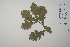  ( - CP0011613)  @11 [ ] CreativeCommons  Attribution Non-Commercial No Derivatives (2022) Herbarium C Natural History Museum of Denmark