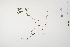  (Lathyrus linifolius - CP0012010)  @11 [ ] CreativeCommons  Attribution Non-Commercial No Derivatives (2024) Herbarium C Natural History Museum of Denmark