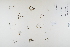  ( - CP0012290)  @11 [ ] CreativeCommons  Attribution Non-Commercial No Derivatives (2022) Herbarium C Natural History Museum of Denmark