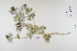  ( - CP0012303)  @11 [ ] CreativeCommons  Attribution Non-Commercial No Derivatives (2022) Herbarium C Natural History Museum of Denmark
