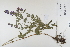  (Lythrum salicaria - CP0012334)  @11 [ ] CreativeCommons  Attribution Non-Commercial No Derivatives (2022) Herbarium C Natural History Museum of Denmark