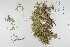  ( - CP0012355)  @11 [ ] CreativeCommons  Attribution Non-Commercial No Derivatives (2022) Herbarium C Natural History Museum of Denmark