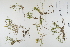  ( - CP0012356)  @11 [ ] CreativeCommons  Attribution Non-Commercial No Derivatives (2022) Herbarium C Natural History Museum of Denmark