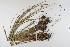  ( - CP0012359)  @11 [ ] CreativeCommons  Attribution Non-Commercial No Derivatives (2022) Herbarium C Natural History Museum of Denmark