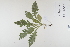  ( - CP0012405)  @11 [ ] CreativeCommons  Attribution Non-Commercial No Derivatives (2023) Herbarium C Natural History Museum of Denmark