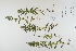  ( - CP0012426)  @11 [ ] CreativeCommons  Attribution Non-Commercial No Derivatives (2023) Herbarium C Natural History Museum of Denmark