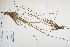  ( - CP0012485)  @11 [ ] CreativeCommons  Attribution Non-Commercial No Derivatives (2024) Herbarium C Natural History Museum of Denmark