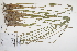  ( - CP0012486)  @11 [ ] CreativeCommons  Attribution Non-Commercial No Derivatives (2024) Herbarium C Natural History Museum of Denmark