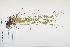  ( - CP0012492)  @11 [ ] CreativeCommons  Attribution Non-Commercial No Derivatives (2024) Herbarium C Natural History Museum of Denmark