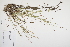  (Juncus tenuis - CP0012495)  @11 [ ] CreativeCommons  Attribution Non-Commercial No Derivatives (2024) Herbarium C Natural History Museum of Denmark