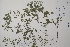  (Vicia cracca - CP0014764)  @11 [ ] CreativeCommons  Attribution Non-Commercial No Derivatives (2022) Herbarium C Natural History Museum of Denmark