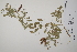  ( - CP0024292)  @11 [ ] CreativeCommons  Attribution Non-Commercial No Derivatives (2022) Herbarium C Natural History Museum of Denmark
