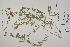  (Lathyrus tuberosus - CP0024498)  @11 [ ] CreativeCommons  Attribution Non-Commercial No Derivatives (2022) Herbarium C Natural History Museum of Denmark