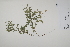  ( - CP0025212)  @11 [ ] CreativeCommons  Attribution Non-Commercial No Derivatives (2022) Herbarium C Natural History Museum of Denmark