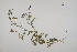  ( - CP0025216)  @11 [ ] CreativeCommons  Attribution Non-Commercial No Derivatives (2022) Herbarium C Natural History Museum of Denmark