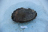  ( - BIV1658)  @11 [ ] CreativeCommons - Attribution Non-Commercial Share-Alike (2015) Alexandra Zieritz Museum of Zoology, University of Malaya