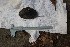  ( - BIV1669)  @11 [ ] CreativeCommons - Attribution Non-Commercial Share-Alike (2015) Alexandra Zieritz Museum of Zoology, University of Malaya