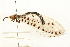  (Myrmeleon erythrocephalus - HLC-25127)  @14 [ ] CreativeCommons - Attribution (2009) Unspecified Centre for Biodiversity Genomics