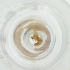  ( - MOZZ00000906A_A5)  @11 [ ] by  Genome Research Ltd as Wellcome Sanger Institute Genome Research Limited operating as Wellcome Sanger Institute