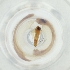  ( - MOZZ00000906A_B7)  @11 [ ] by  Genome Research Ltd as Wellcome Sanger Institute Genome Research Limited operating as Wellcome Sanger Institute