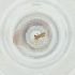  ( - MOZZ00000907A_C4)  @11 [ ] by  Genome Research Ltd as Wellcome Sanger Institute Genome Research Limited operating as Wellcome Sanger Institute