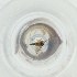  ( - MOZZ00000962A_E1)  @11 [ ] by  Genome Research Ltd as Wellcome Sanger Institute Genome Research Limited operating as Wellcome Sanger Institute