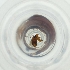  ( - MOZZ00000962A_E6)  @11 [ ] by  Genome Research Ltd as Wellcome Sanger Institute Genome Research Limited operating as Wellcome Sanger Institute