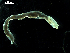 ( - MT03707)  @12 [ ] CreativeCommons - Attribution Non-Commercial Share-Alike (2012) Silke Laakmann German Center for Marine Biodiversity Research, Senckenberg am Meer