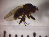  (Oecothea praecox - SMTP085)  @12 [ ] CreativeCommons - Attribution Non-Commercial Share-Alike (2015) Unspecified University of Oslo