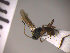  (Meteorus consimilis - SMTP142)  @13 [ ] CreativeCommons - Attribution Non-Commercial Share-Alike (2015) Unspecified University of Oslo