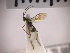  ( - SMTP167)  @12 [ ] CreativeCommons - Attribution Non-Commercial Share-Alike (2015) Unspecified University of Oslo