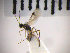  (Meteorus vexator - SMTP181)  @12 [ ] CreativeCommons - Attribution Non-Commercial Share-Alike (2015) Unspecified University of Oslo