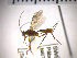  (Zele chlorophthalmus - SMTP184)  @12 [ ] CreativeCommons - Attribution Non-Commercial Share-Alike (2015) Unspecified University of Oslo