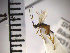  (Aleiodes pictus - SMTP201)  @14 [ ] CreativeCommons - Attribution Non-Commercial Share-Alike (2015) Unspecified University of Oslo