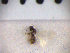  (Ionympha carne - SMTP213)  @11 [ ] CreativeCommons - Attribution Non-Commercial Share-Alike (2015) Unspecified University of Oslo