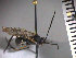  (Euceros pruinosus - SMTP479)  @14 [ ] CreativeCommons - Attribution Non-Commercial Share-Alike (2015) Unspecified University of Oslo