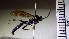  (Coelichneumon cretatus - SMTP535)  @13 [ ] CreativeCommons - Attribution Non-Commercial Share-Alike (2015) Unspecified University of Oslo