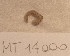  (Sigalion mathildae - MT14000)  @11 [ ] Unspecified (default): All Rights Reserved (2018) Pedro Martinez DZMB, Senckenberg am Meer
