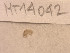  ( - MT14042)  @11 [ ] Unspecified (default): All Rights Reserved (2018) Pedro Martinez DZMB, Senckenberg am Meer