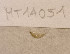  ( - MT14051)  @11 [ ] Unspecified (default): All Rights Reserved (2018) Pedro Martinez DZMB, Senckenberg am Meer
