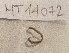  ( - MT14072)  @11 [ ] Unspecified (default): All Rights Reserved (2018) Pedro Martinez DZMB, Senckenberg am Meer