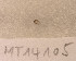  (Pariambus - MT14105)  @11 [ ] Unspecified (default): All Rights Reserved (2018) Pedro Martinez DZMB, Senckenberg am Meer