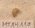  ( - MT14110)  @11 [ ] Unspecified (default): All Rights Reserved (2018) Pedro Martinez DZMB, Senckenberg am Meer