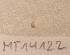  ( - MT14122)  @11 [ ] Unspecified (default): All Rights Reserved (2018) Pedro Martinez DZMB, Senckenberg am Meer