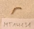  ( - MT14131)  @11 [ ] Unspecified (default): All Rights Reserved (2018) Pedro Martinez DZMB, Senckenberg am Meer