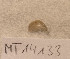  ( - MT14133)  @11 [ ] Unspecified (default): All Rights Reserved (2018) Pedro Martinez DZMB, Senckenberg am Meer