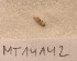  (Pontocrates altamarinus - MT14142)  @11 [ ] Unspecified (default): All Rights Reserved (2018) Pedro Martinez DZMB, Senckenberg am Meer