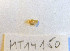 ( - MT14150)  @11 [ ] Unspecified (default): All Rights Reserved (2018) Pedro Martinez DZMB, Senckenberg am Meer