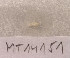  ( - MT14151)  @11 [ ] Unspecified (default): All Rights Reserved (2018) Pedro Martinez DZMB, Senckenberg am Meer