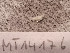  ( - MT14176)  @11 [ ] Unspecified (default): All Rights Reserved (2018) Pedro Martinez DZMB, Senckenberg am Meer